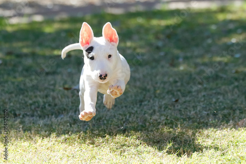 Fototapeta Naklejka Na Ścianę i Meble -  Bull terrier puppy airborne while running on the grass