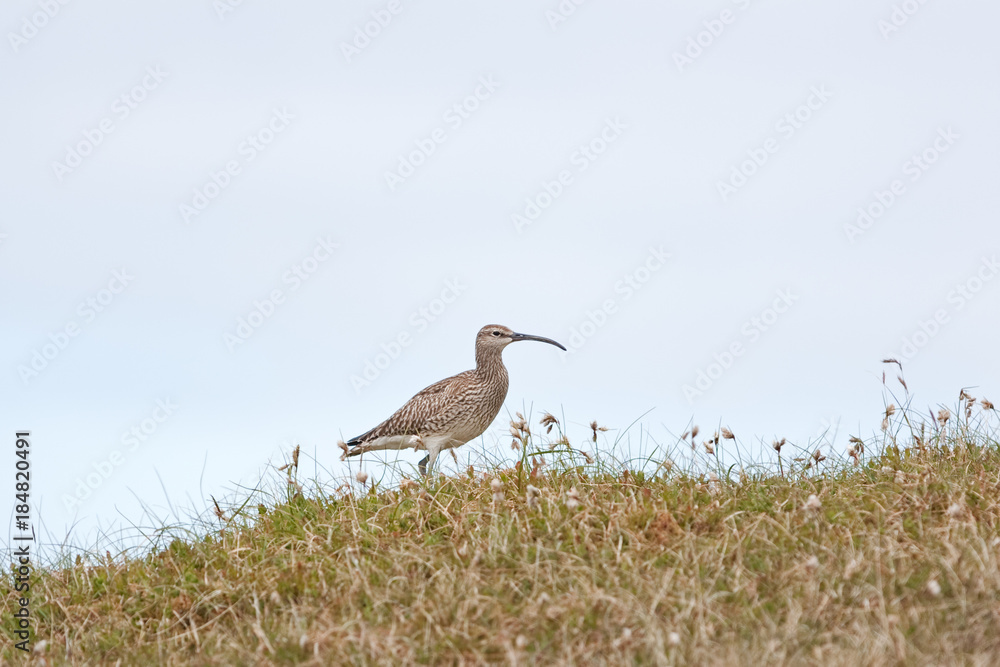 whimbrel, numenius phaeopus, Faroe island whimbrel, numenius phaeopus, Faroe island