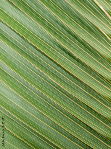 The Pattern of The Palm Leaf
