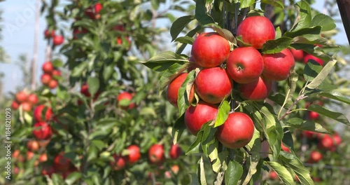 Fruit tree with apples - close up. photo