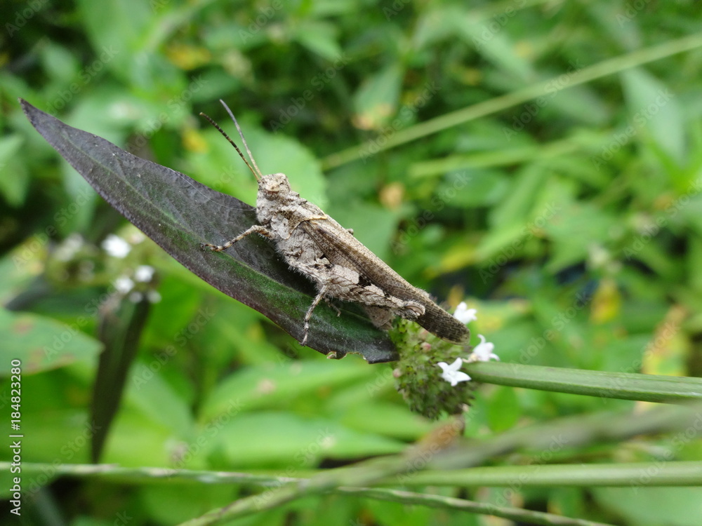 A small malaysian grasshopper on leaf, photo taken in Malaysia A small malaysian grasshopper on leaf, photo taken in Malaysia
