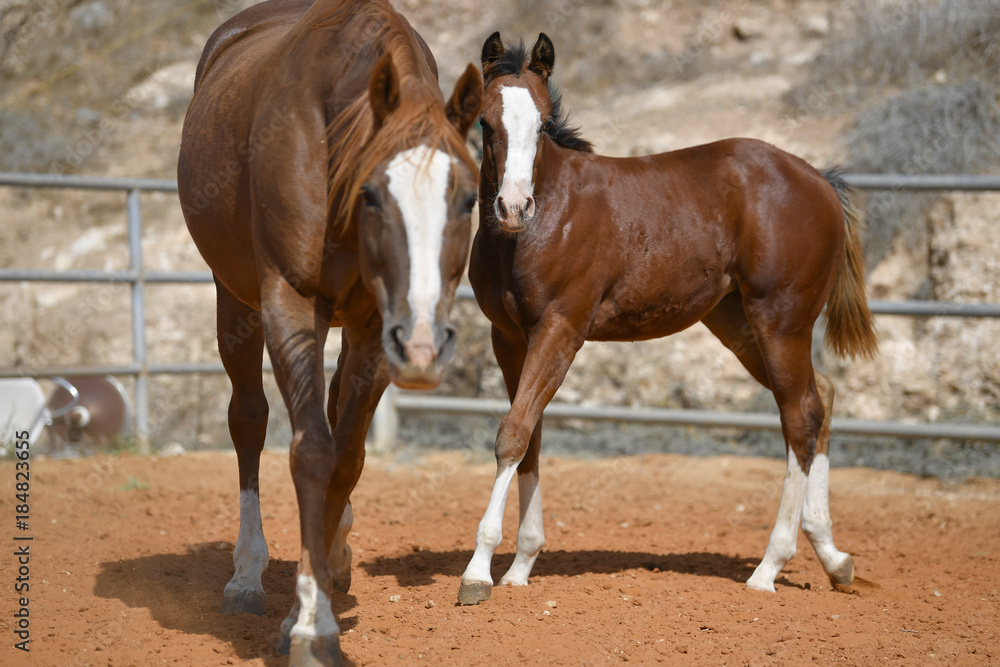 Horses freely walks across the field on the farm Horses freely walks across the field on the farm