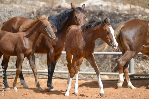 Fototapeta Naklejka Na Ścianę i Meble -  Horses freely walks across the field on the farm