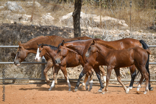 Horses freely walks across the field on the farm