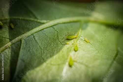 Green aphids © MARIMA