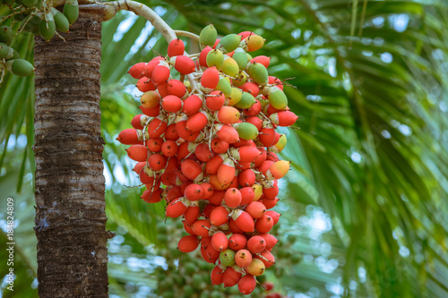 Red manila palm