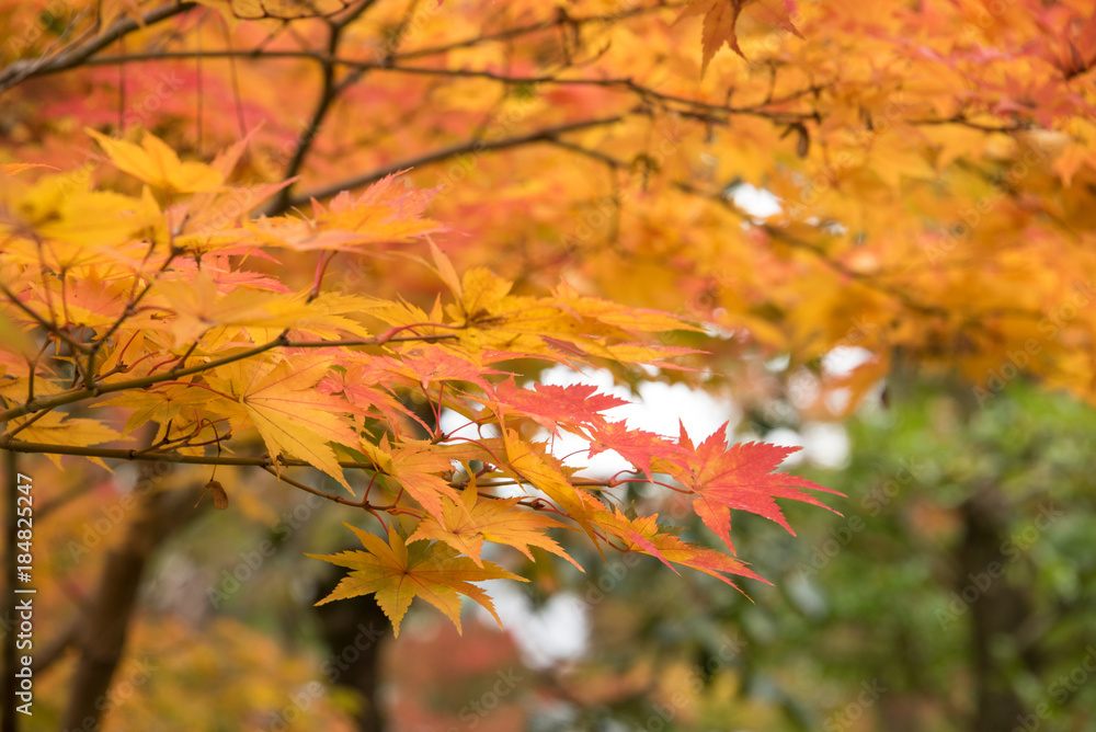 colorful leaves in autumn