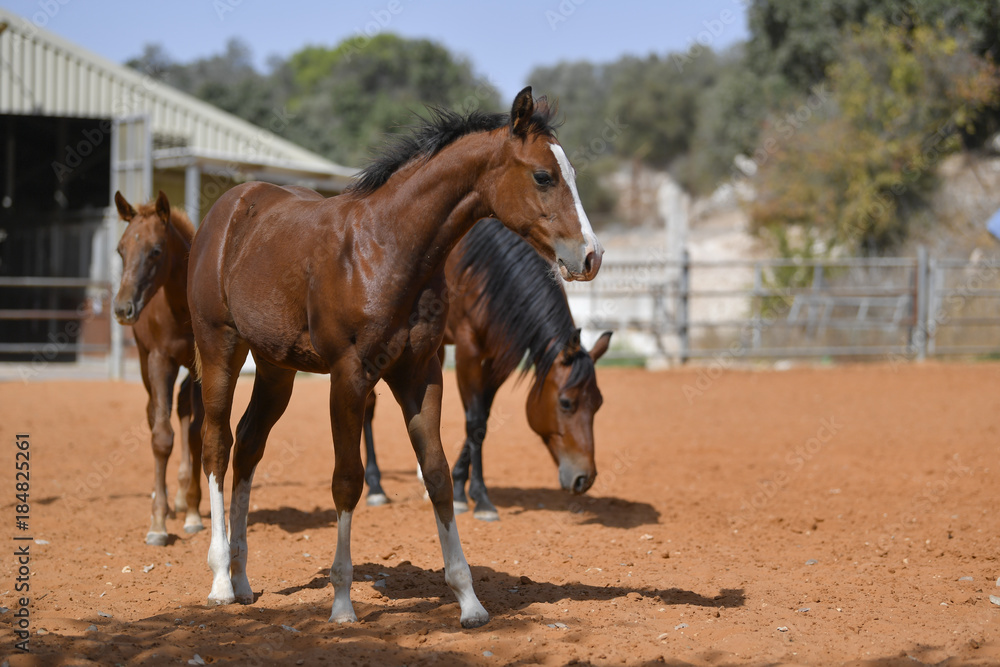 Horses freely walks across the field on the farm