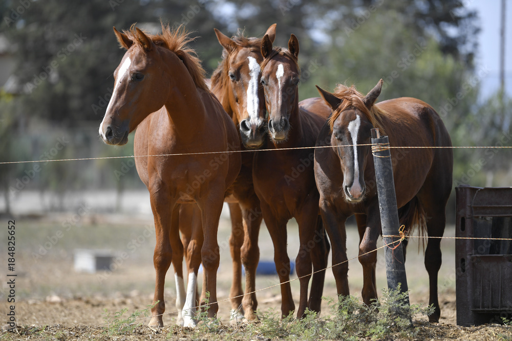 Horses freely walks across the field on the farm Horses freely walks across the field on the farm