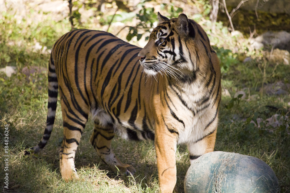 Obraz premium Tiger Playing with Ball