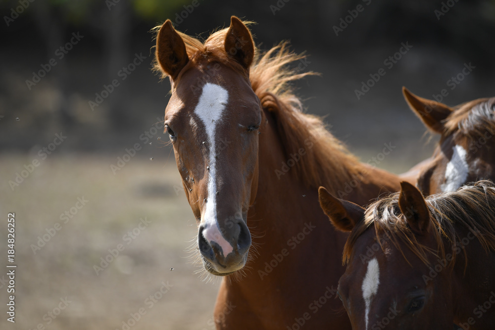 Fototapeta premium Horses graze freely in the field on the farm