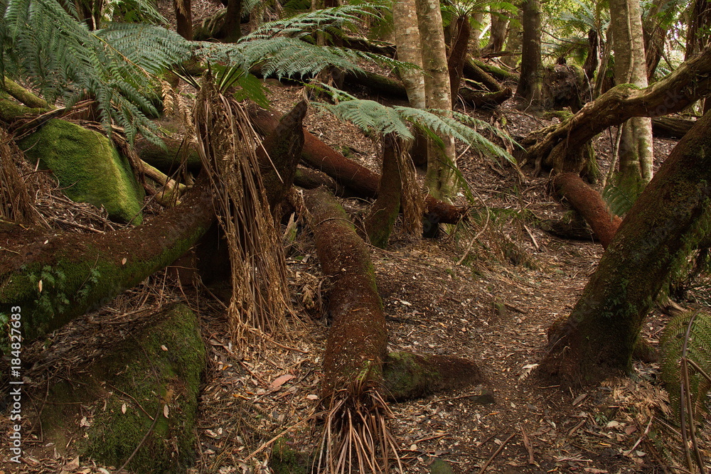 Fototapeta premium Old trees at Lake St Clair in Tasmania
