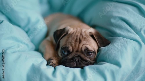 Puppy the pug on the blue blanket.