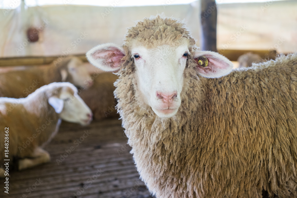 Obraz premium Sheep in the stall, Doi Inthanon National park, Chiangmai, Thailand.