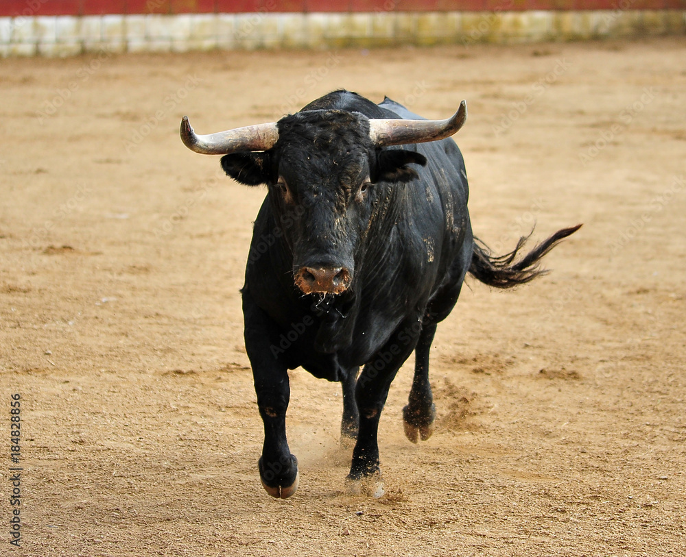 toro español toro español
