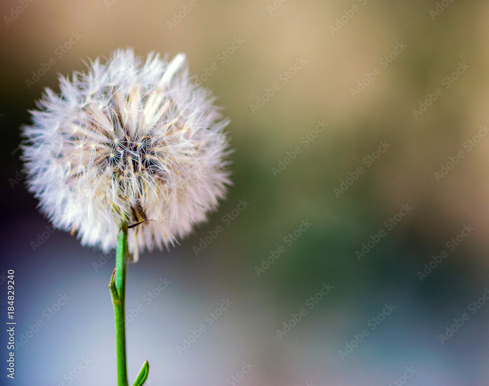 Beautiful and soft dandelion on an out of focus background,with green, yellow and blue colors, with lots of contrast and vibrant colors and copy space