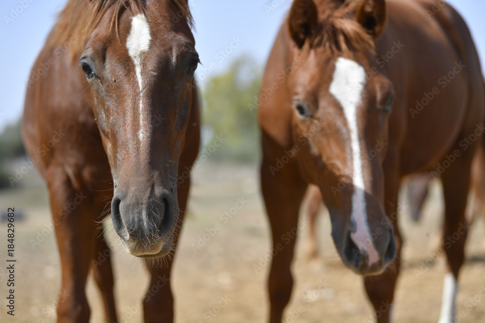 Obraz premium Horses graze freely in the field on the farm