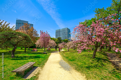 Landscape of Japanese sakura garden in Hamarikyu Gardens, Tokyo, Chuo district, Japan. Shiodome buildings and people on benches background. Spring concept, Hanami and outdoor life. Sunny day, blue sky