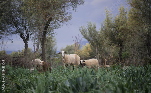 Ewe with lambs from a sheep flock in Turkey in olive grove landscape.