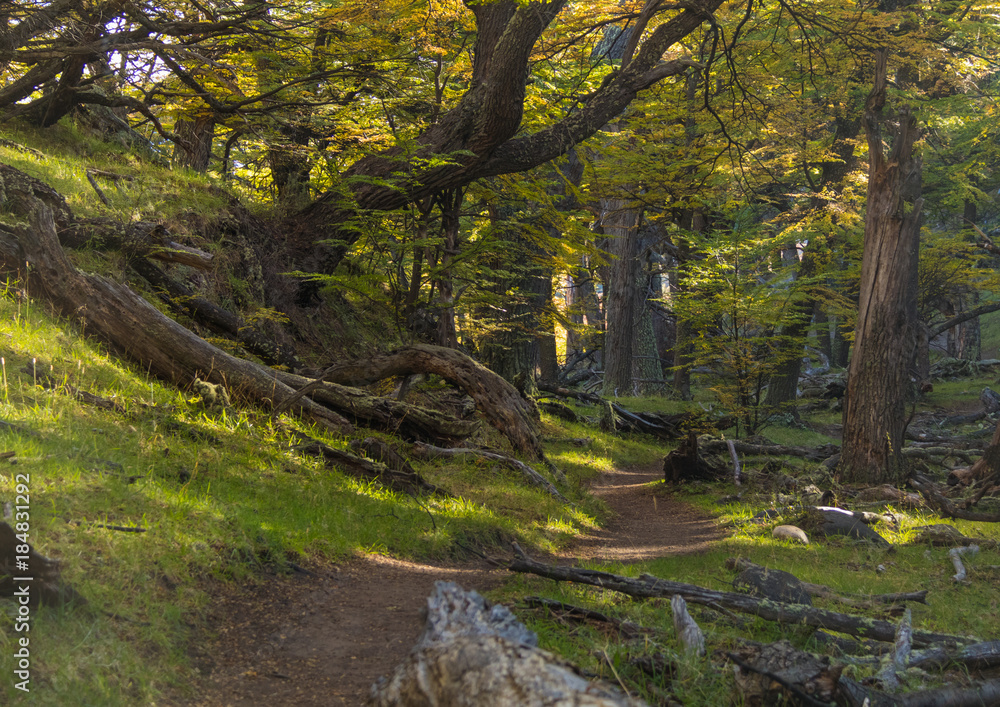 Walk in the Wild Woods Walk in the Wild Woods