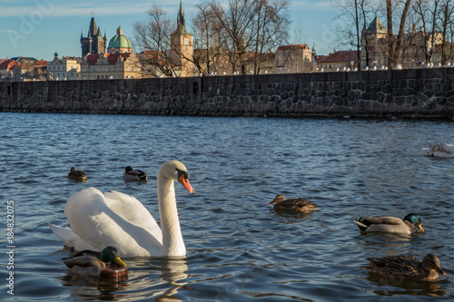 Brückenturm und Karlsbrücke in Prag Tschechien mit Schwänen