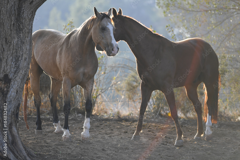Obraz premium Horses graze freely in the field on the farm