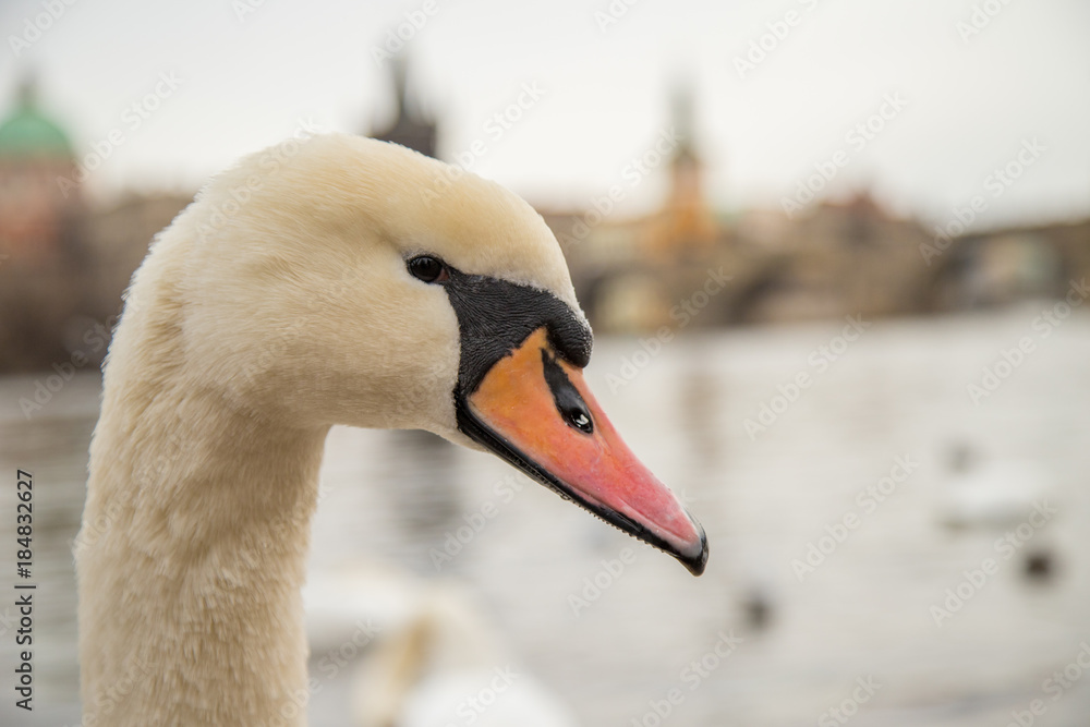 Fototapeta premium Schwan Prag Karlsbrücke