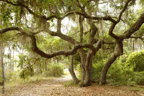 Scrub Oak or Live Oaks Along a Florida Lake Trail