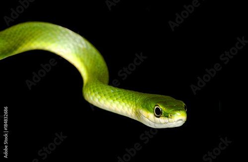 Closeup of a Rough Green Snake Isolated on Black