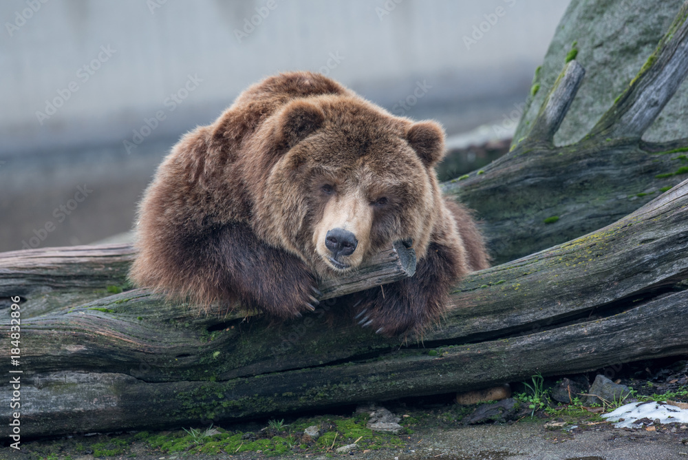 Obraz premium Eurasian brown bear on a tree in autumn day.