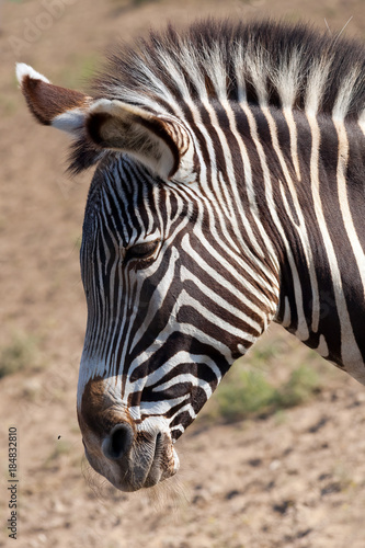 Portrait of a zebral. Muzzle close up. Reservation Askania Nova, Ukraine