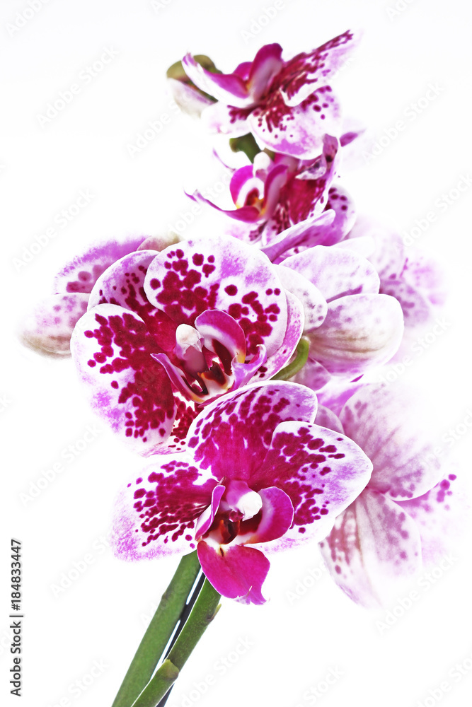 Fototapeta premium Purple orchid orchideae on isolated white background. The Orchidaceae are a diverse and widespread family of flowering plants, with blooms that are often colourful and fragrant, commonly known as the