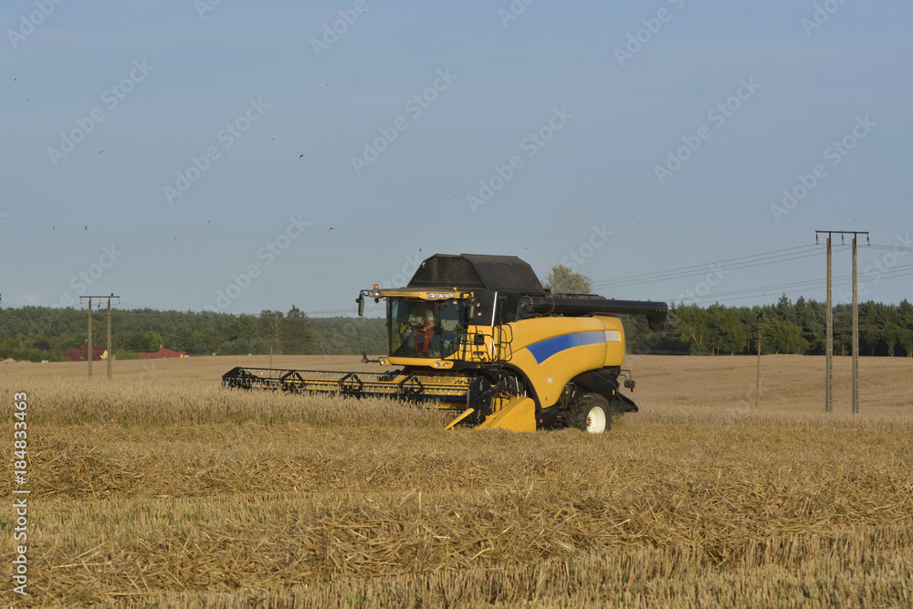 harvest in the field harvest in the field