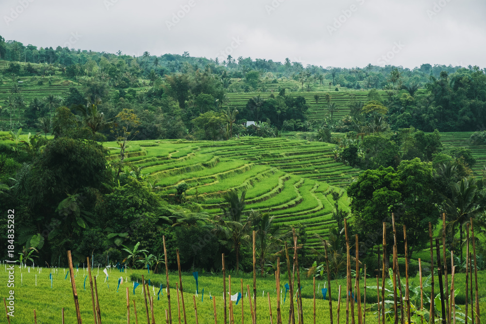 Jatiluwih Reisfelder in Indonesien auf Bali