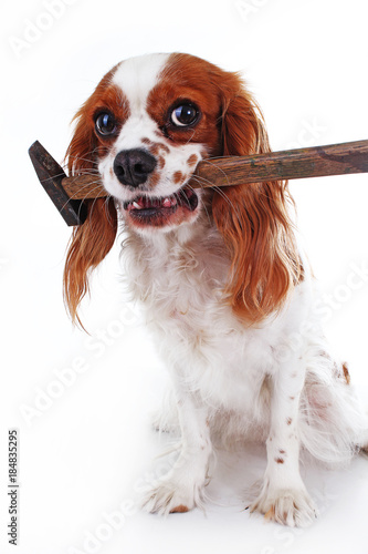 Dog with hammer Cavalier king charles spaniel dog photo. Beautiful cute cavalier puppy dog on isolated white studio background. Trained pet photos for every concept. Cute.