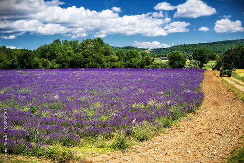 lavender of Provence