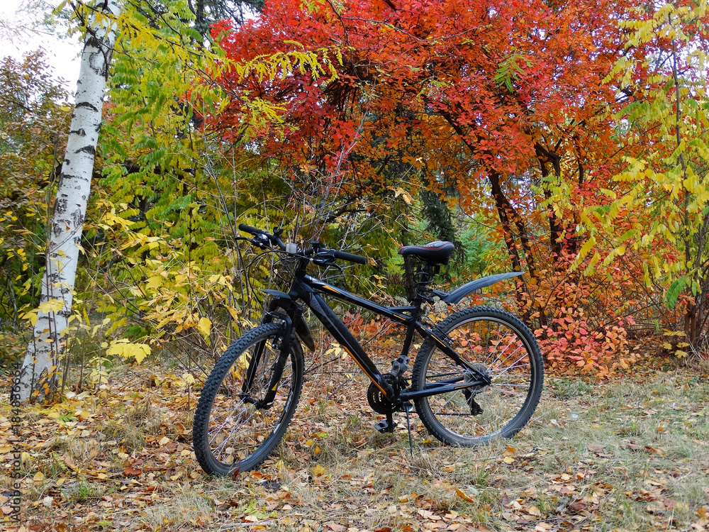 Cycling through autumn forest