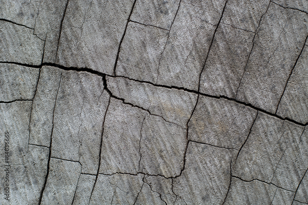 Obraz premium Wooden texture from cutted big tree