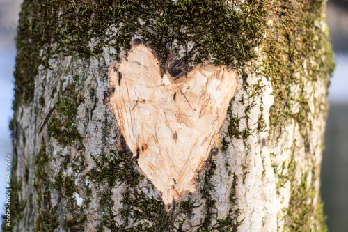Tree with scratched heart sign