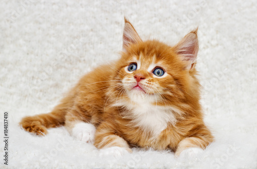 small red striped Maine Coon kitten on a fluffy blanket
