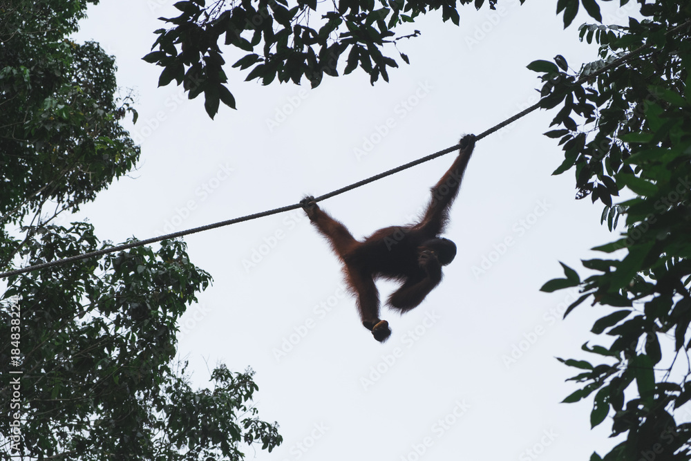 Orang Utan in der Wildnis