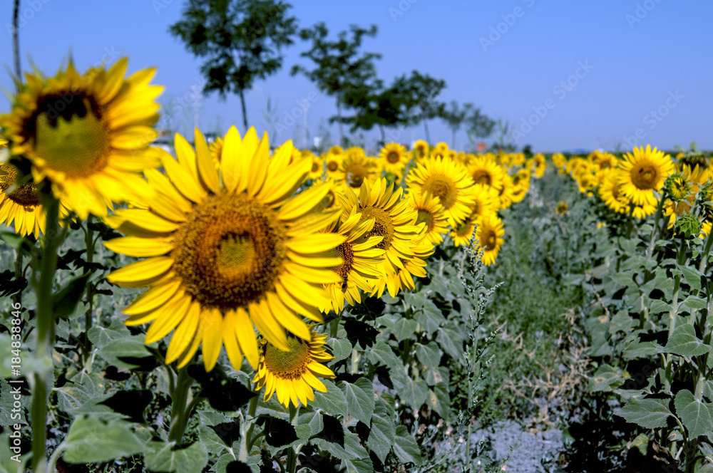 sunflowers, agriculture, crop, sunflower, farm, yellow, summer, field, plant, flower, sky, nature, landscape, flowers, meadow, green, sun, blue, rural, sunny, spring, bloom, beauty, bright, growth sunflowers, agriculture, crop, sunflower, farm, yellow, summer, field, plant, flower, sky, nature, landscape, flowers, meadow, green, sun, blue, rural, sunny, spring, bloom, beauty, bright, growth