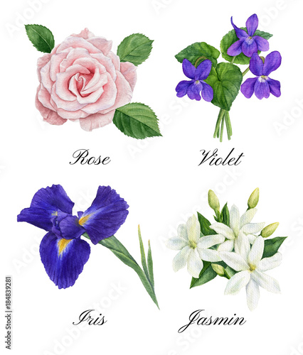 Set of watercolor illustrations of floral perfume notes: violet, rose, iris, jasmin
