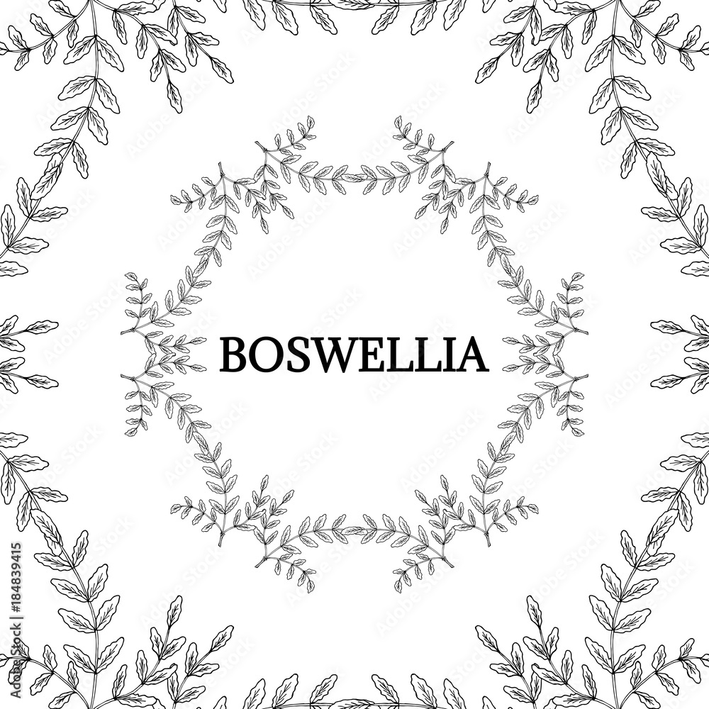Boswellia in color, LM 16-1 Boswellia in color, LM 16-1