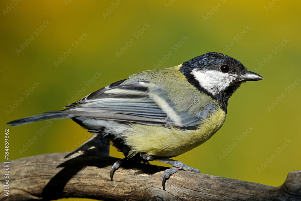 Obraz premium Kohlmeise