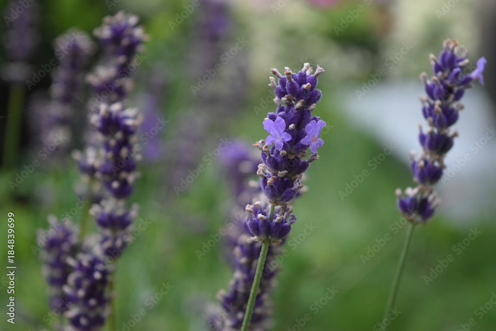 Lavender Lavender