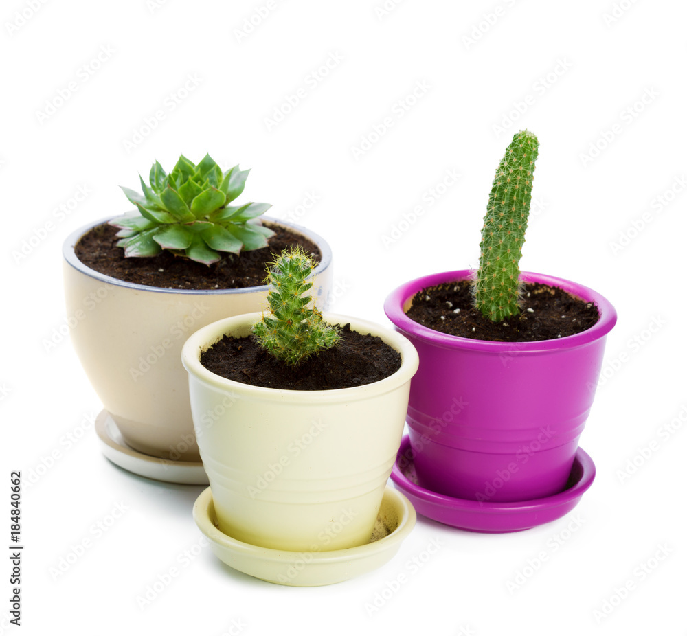 succulents plant in pot on white background succulents plant in pot on white background