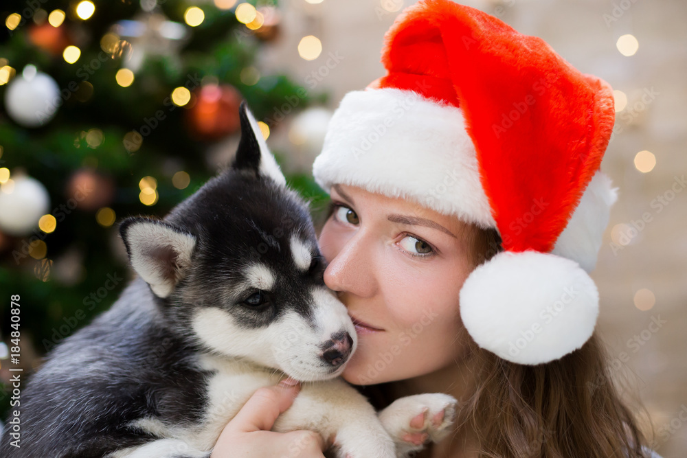Obraz premium Irina. Woman and puppy husky, Christmas tree, hat, close up