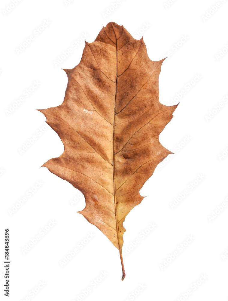 Leaf brown from dry autumn garden tree isolated on white background Leaf brown from dry autumn garden tree isolated on white background