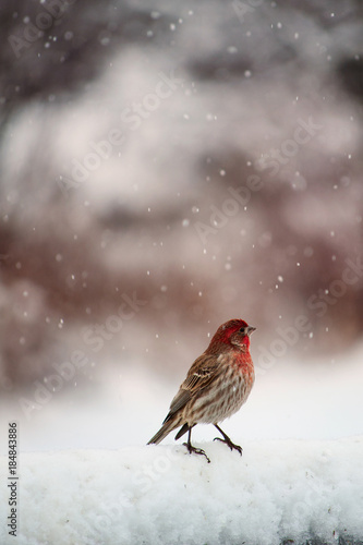 House Finch on a Wintry Afternoon